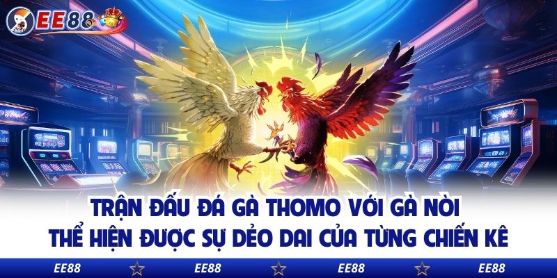 Trận đấu đá gà Thomo với gà nòi thể hiện được sự dẻo dai của từng chiến kê
